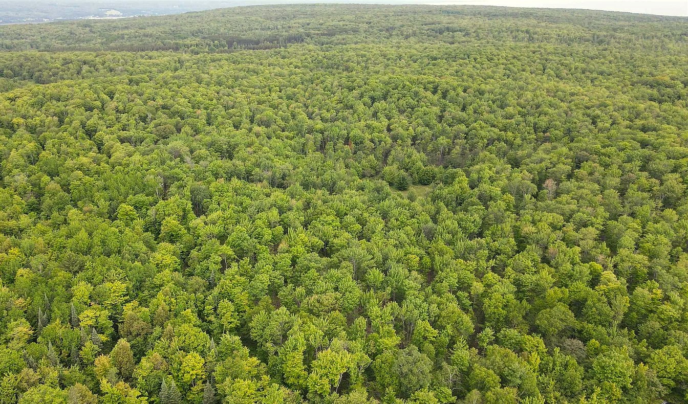 Forest aerial view